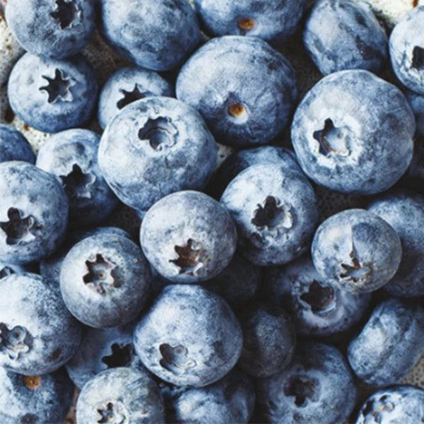 Alasko IQF Wild Blueberries 00202 - 1 Kg