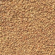 Dried Moth Bean Bulk 