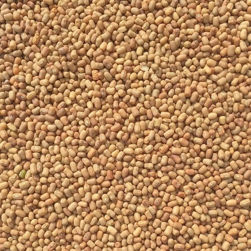 Dried Moth Bean Bulk 