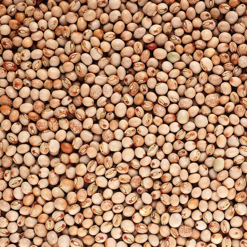best quality Dried Pigeon Peas
