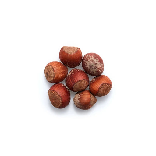 Filberts in Shell Bulk - 50 Lbs