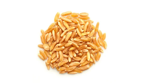 Organic Kamut® Grains - 50 Lbs
