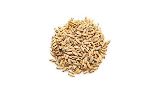 Organic Rye Kernels - 50 Lbs