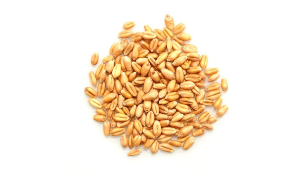 Organic Wheat - 50 Lbs