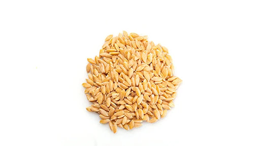 Organic Whole Einkorn - 10 Kg