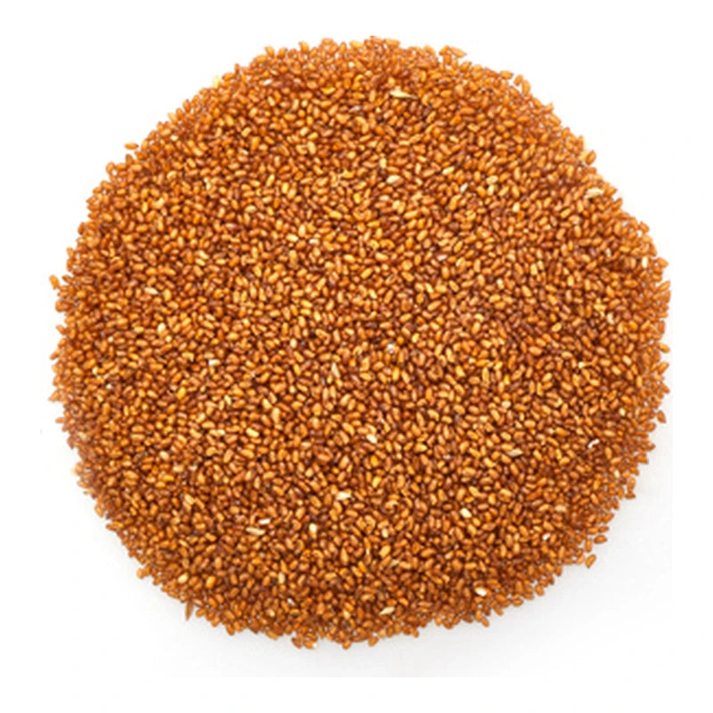 Teff Seeds Bulk - 55.12 Lbs
