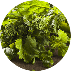 Alasko - Rapini Cut 001760 - 1 Kg