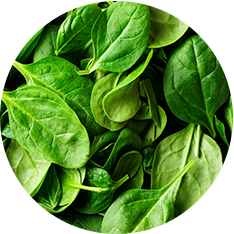 Alasko - Chopped Spinach 183 - 12 x 2 Lbs