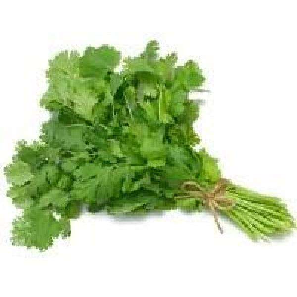 Cilantro / Coriander - 3 / Pack - Bulk Mart