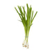 Green Onion - 12 x Bunch - Bulk Mart