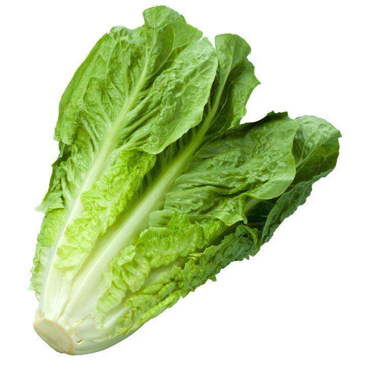 Romaine Lettuce Size 24 - Case - Bulk Mart